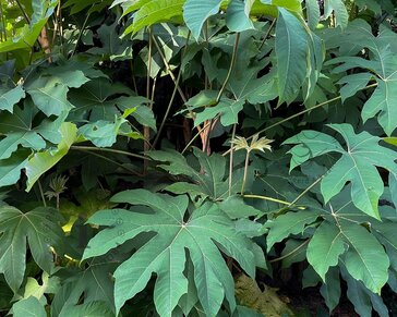 Tetrapanax papyrifer 'Rex'