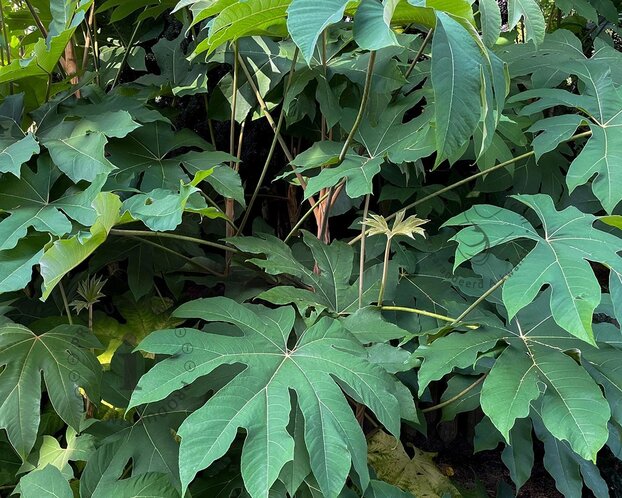 Tetrapanax papyrifer 'Rex'