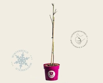 Rubus idaeus 'Raspbeary' image