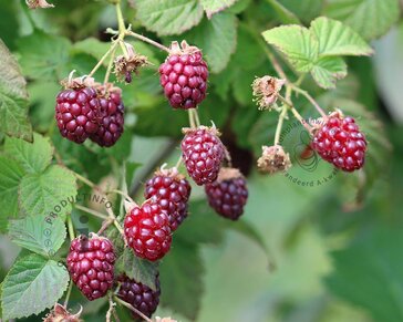 Rubus idaeus 'Raspbeary'