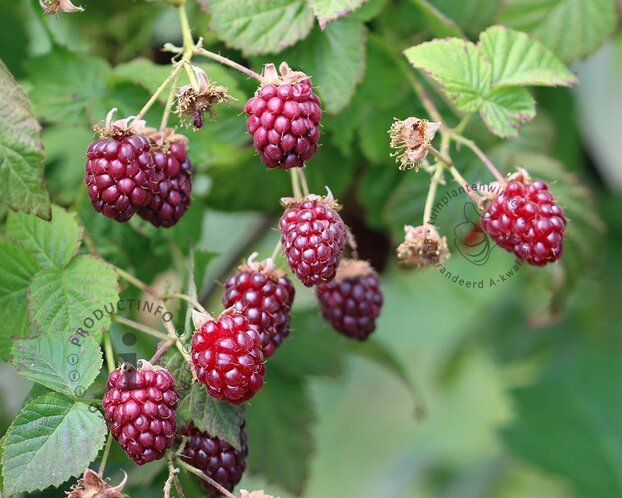 Rubus idaeus 'Raspbeary'