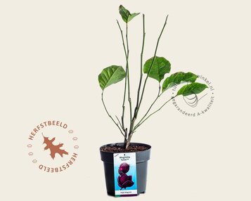 Magnolia 'Genie' image