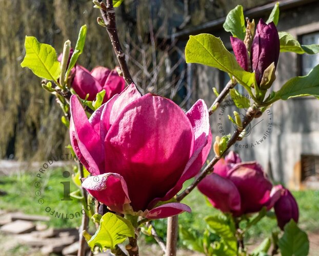 Magnolia 'Genie'