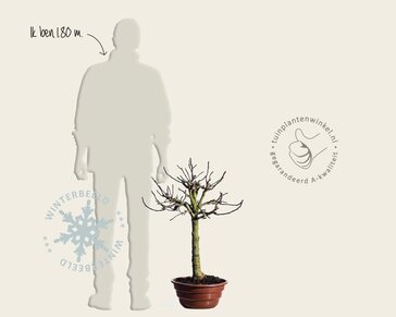 Ficus carica - in schaal