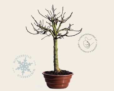 Ficus carica - in schaal