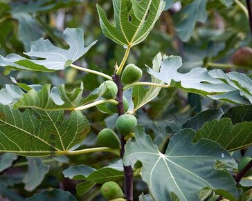 Ficus carica - in schaal