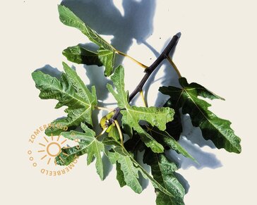 Ficus carica - in schaal