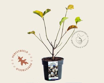 Magnolia denudata 'Double Diamond' image