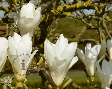 Magnolia denudata 'Double Diamond'