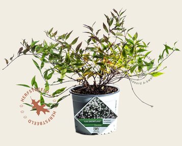 Deutzia x rosea 'Yuki Snowflake' image