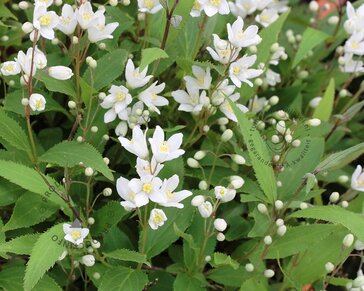 Deutzia x rosea 'Yuki Snowflake'