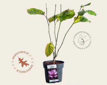 Magnolia 'Starburst'