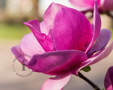 Magnolia 'Starburst'