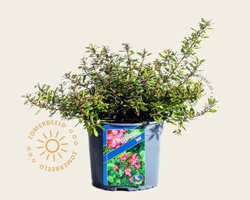 Escallonia 'Jamie' image