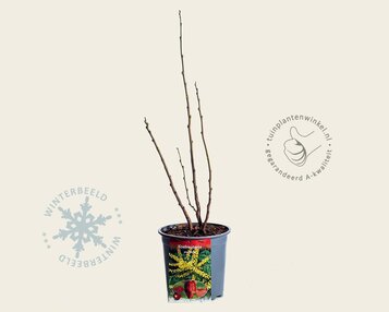 Koelreuteria paniculata image