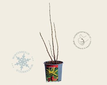 Koelreuteria paniculata