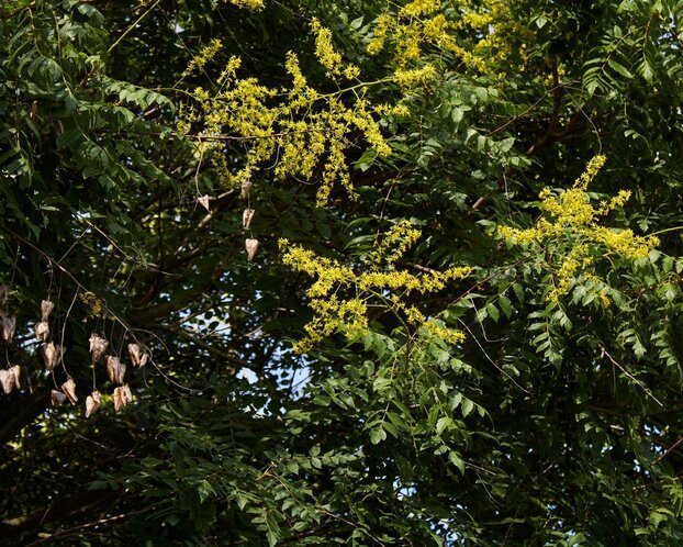 Koelreuteria paniculata