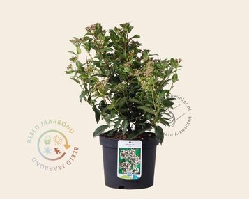 Viburnum tinus image