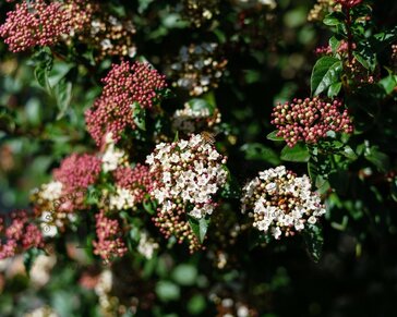 Viburnum tinus