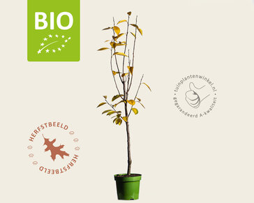 Diospyros kaki 'Rojo Brilliante' - BIO laagstam