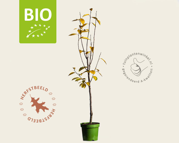 Diospyros kaki 'Rojo Brilliante' - BIO laagstam