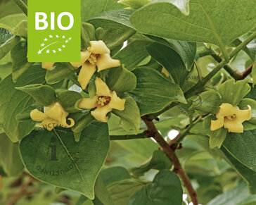 Diospyros kaki 'Rojo Brilliante' - BIO laagstam