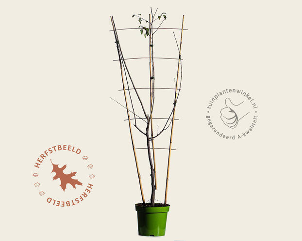 Prunus domestica TRIO 'Hauszwetsche', 'Mirabelle de Nancy' & 'Victoria' - in rek