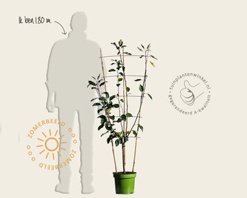 Malus domestica TRIO 'Cox's Orange Pippin', 'Elstar' & 'Golden Pearmain' - in rek image