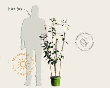 Malus domestica TRIO 'Cox Orange Pippin', 'Elstar' & 'Golden Pearmain' - in rek