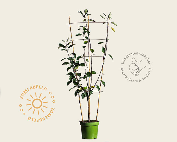 Malus domestica TRIO 'Cox Orange Pippin', 'Elstar' & 'Golden Pearmain' - in rek