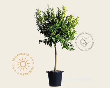 Citrus limon 'Rosso' - halfstam