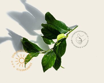 Citrus limon 'Rosso' - halfstam