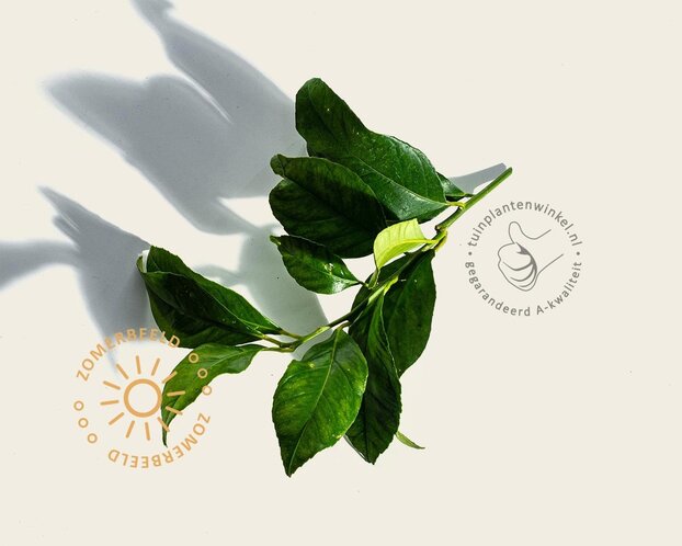 Citrus limon 'Rosso' - halfstam