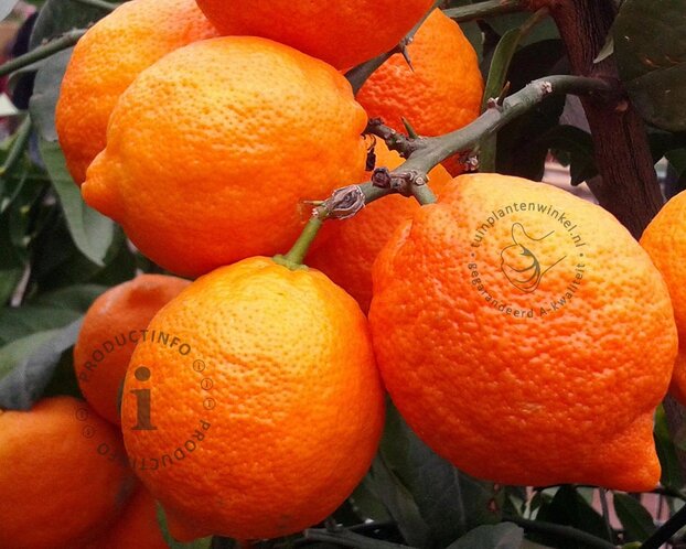 Citrus limon 'Rosso' - halfstam