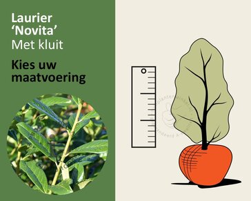 Prunus laurocerasus 'Novita' - kluit