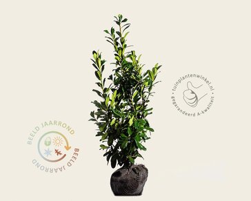 Prunus laurocerasus 'Novita' - kluit