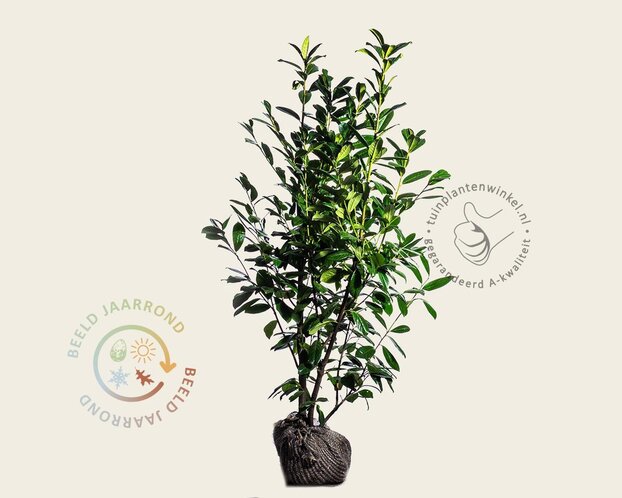Prunus laurocerasus 'Novita' - kluit