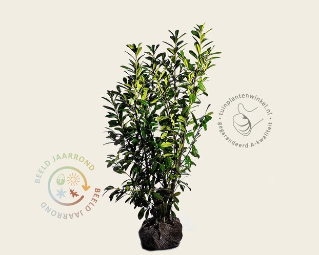 Prunus laurocerasus 'Novita' - kluit