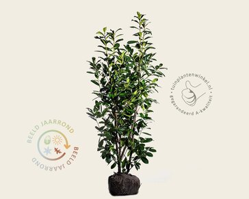Prunus laurocerasus 'Novita' - kluit