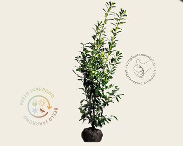 Prunus laurocerasus 'Novita' - kluit