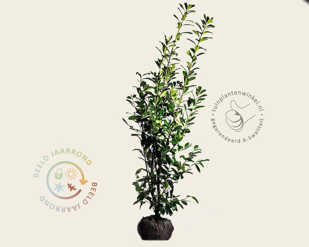 Prunus laurocerasus 'Novita' - kluit