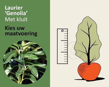 Prunus laurocerasus 'Genolia' - kluit image