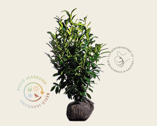 Prunus laurocerasus 'Genolia' - kluit