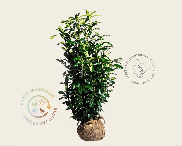 Prunus laurocerasus 'Genolia' - kluit