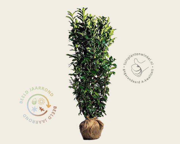Prunus laurocerasus 'Genolia' - kluit