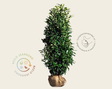Prunus laurocerasus 'Genolia' - kluit