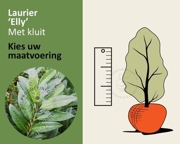 Prunus laurocerasus 'Elly' - kluit image