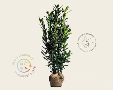 Prunus laurocerasus 'Elly' - kluit