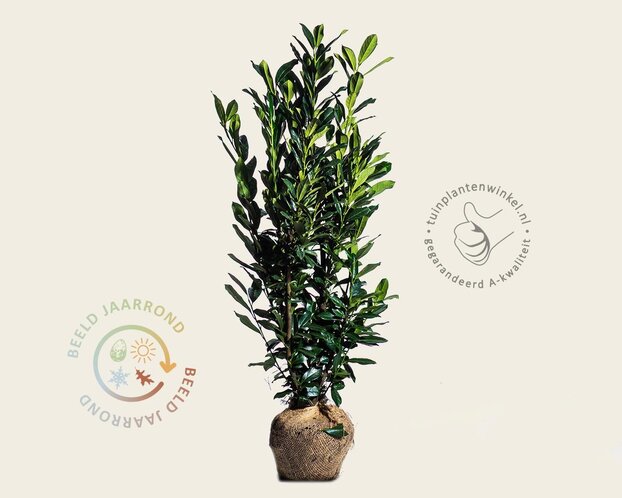 Prunus laurocerasus 'Elly' - kluit