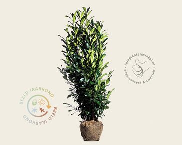 Prunus laurocerasus 'Elly' - kluit